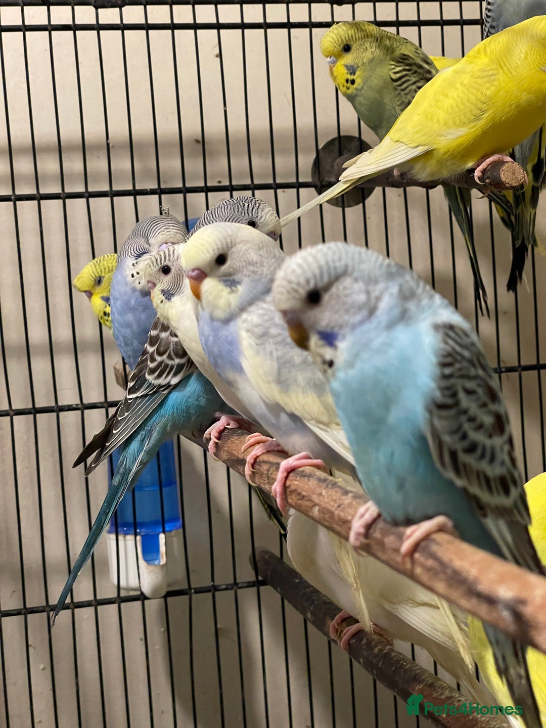 Budgerigars birds for sale: Budgies  - Advert 7