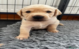 Labrador Retriever dogs for sale: Champion Bloodlines KC Labrador Retriever Puppies - Image 17
