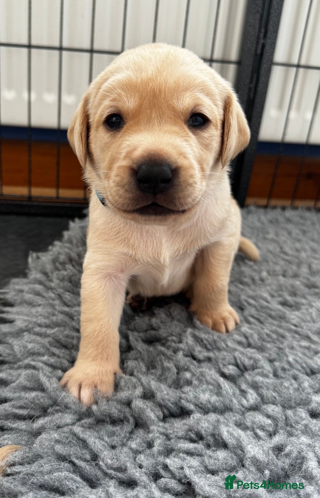 Labrador Retriever dogs for sale: Champion Bloodlines KC Labrador Retriever Puppies - Image 17