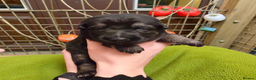 German Shepherd dogs for sale: Outstanding German Shepherd Puppies - Advert 14
