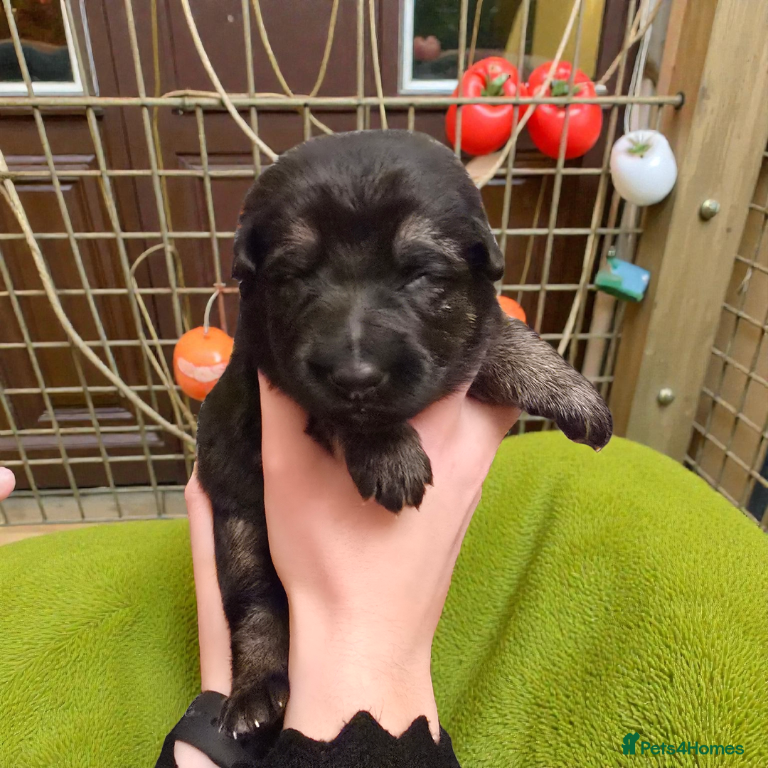 German Shepherd dogs for sale: Outstanding German Shepherd Puppies - Advert 14