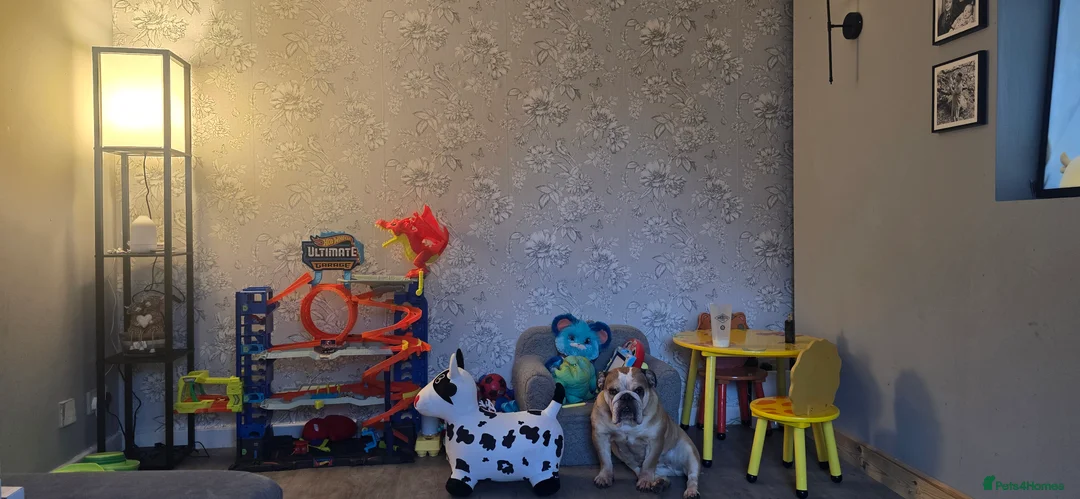 English Bulldog dogs for sale: Bonbon Bulldog - Advert 2