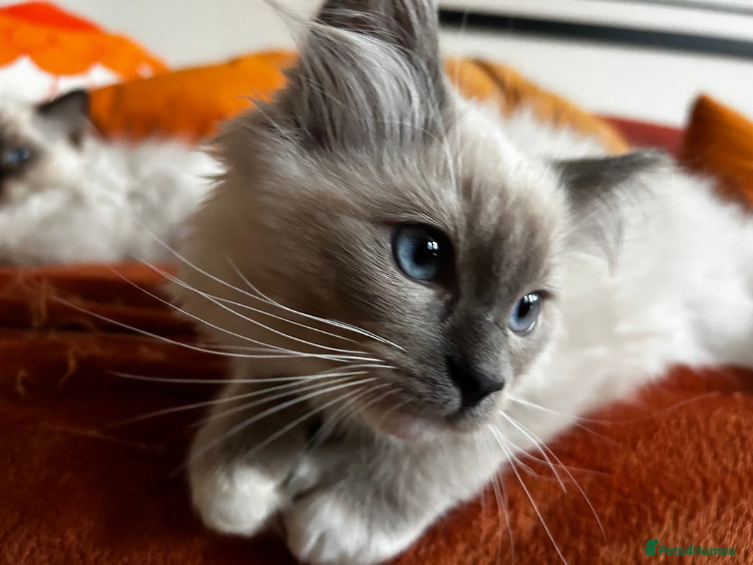 Ragdoll cats for sale: Pedigree Ragdoll Kittens seeking loving homes 🧡 - Image 12