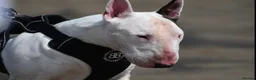 English Bull Terrier dogs for stud: Amazing boy for stud in Liverpool - Advert 4