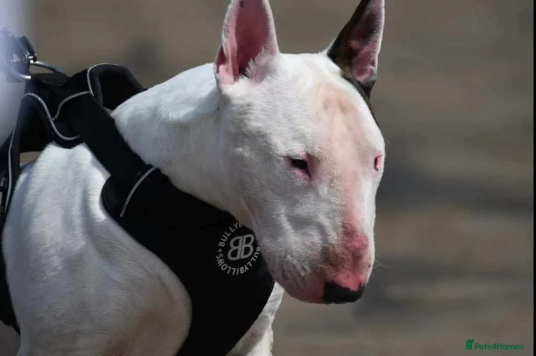 English Bull Terrier dogs for stud: Amazing boy for stud in Liverpool - Advert 4