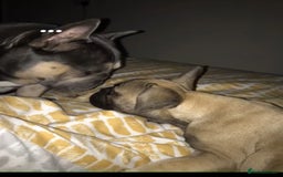 French Bulldog dogs for stud: Meet buddy a lilac frenchie looking for a bitch  - Image 11