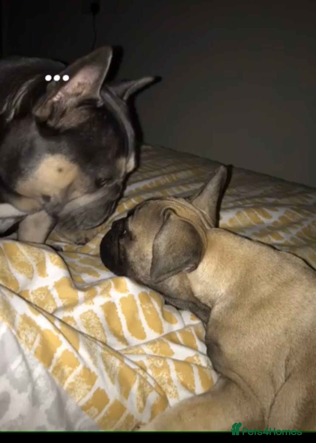 French Bulldog dogs for stud: Meet buddy a lilac frenchie looking for a bitch  - Image 11