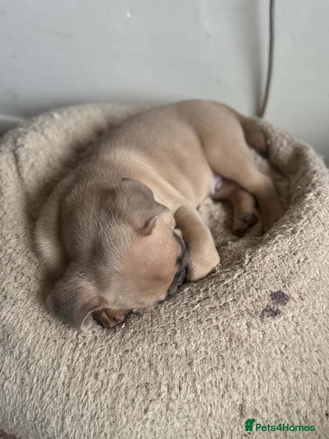 Frug dogs for sale: Our gorgeous ‘ CHUNKY’  - Advert 2