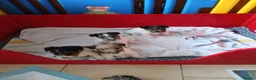 Fox Terrier dogs for sale: KC Wire haired fox terrier pups based in Kent - Advert 27