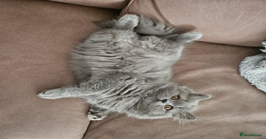 British Longhair cats - Advert 6