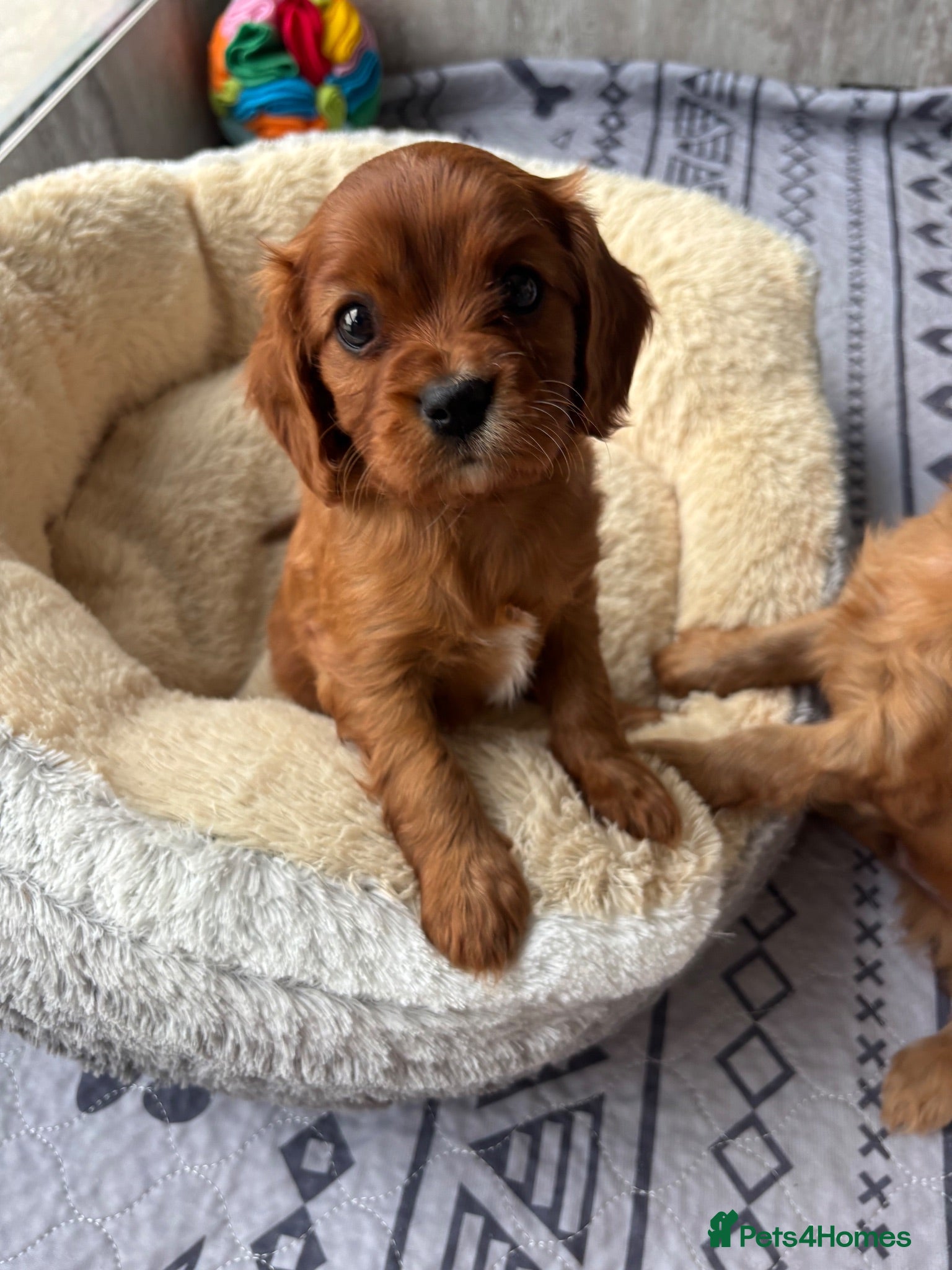 Cavalier King Charles Spaniel dogs KC Reg Ruby Boy available 💛 - Advert 1
