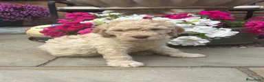 Labradoodle girl