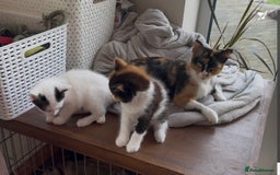 Mixed Breed cats for sale: Gorgeous Female kittens ready now - Image 2