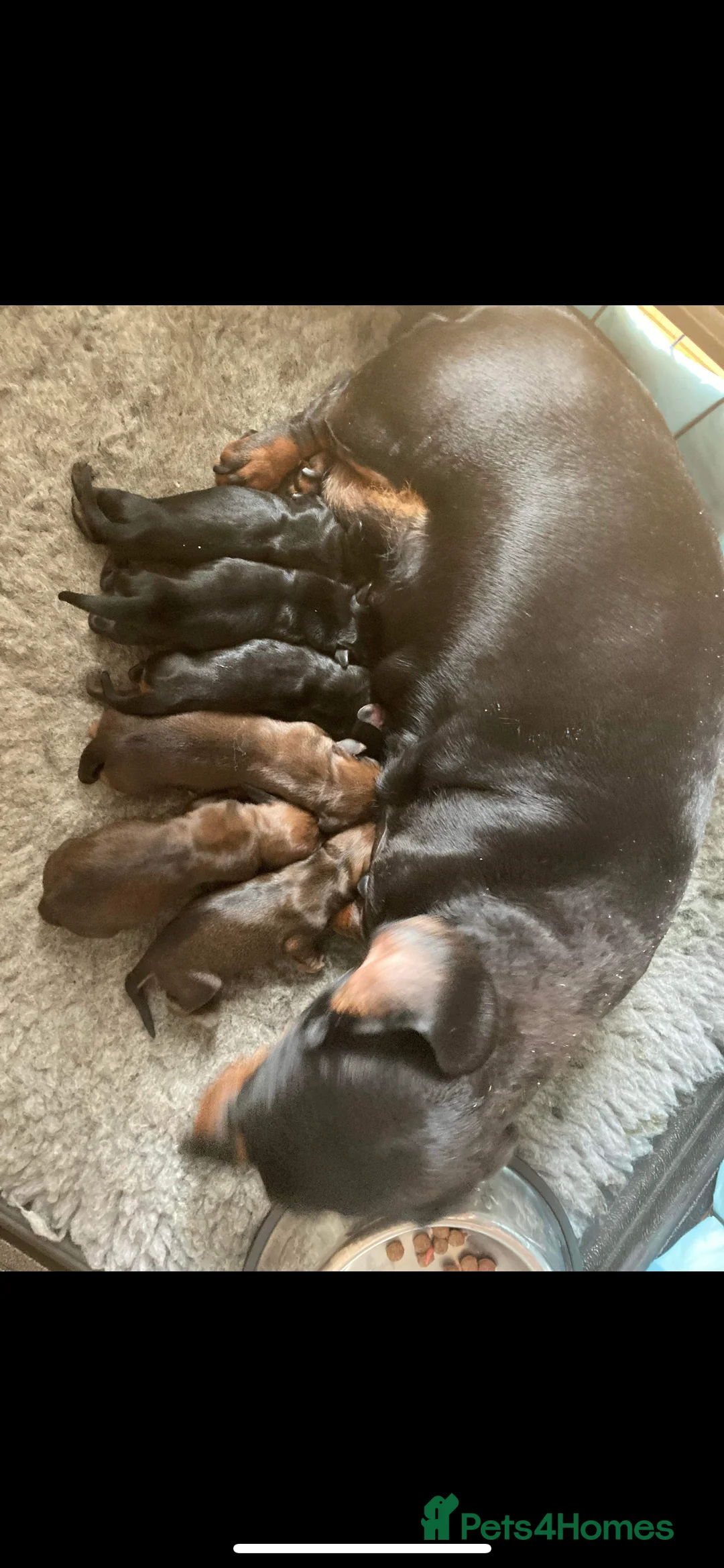 Miniature Dachshund dogs for stud: Proven Shaded red miniature dachshund stud in Pontypool - Advert 10