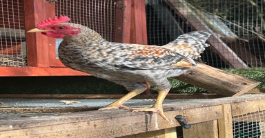 Chickens poultry - Advert 8