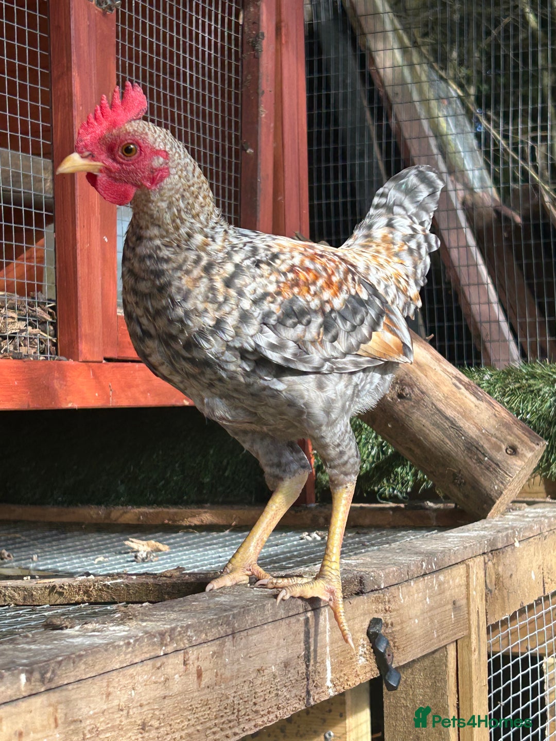 Chickens poultry for sale: Old English game bantam (Carlise type) cockerel  - Image 3