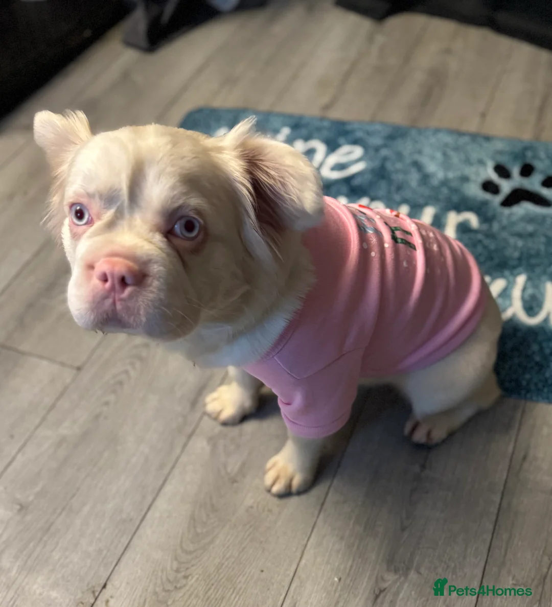 French Bulldog dogs for sale: Looking for a forever home x  - Advert 4