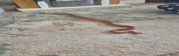 Corn Snake reptiles for sale: Corn snake in Brierley Hill - Advert 2
