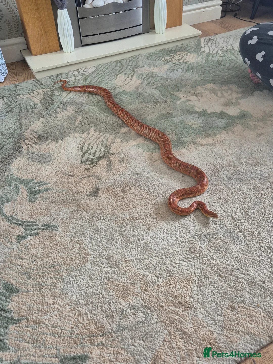 Corn Snake reptiles for sale: Corn snake in Brierley Hill - Advert 2