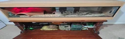 Python Snake reptiles for sale: Royal Python with full Viv set up - Advert 6