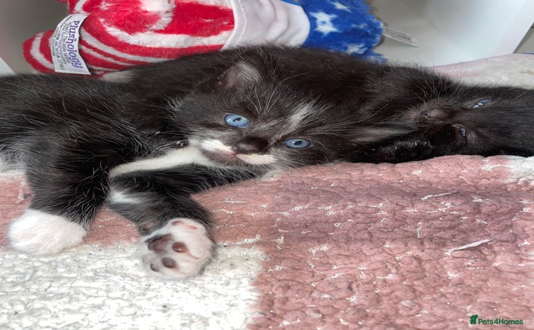 Mixed Breed cats - Advert 14