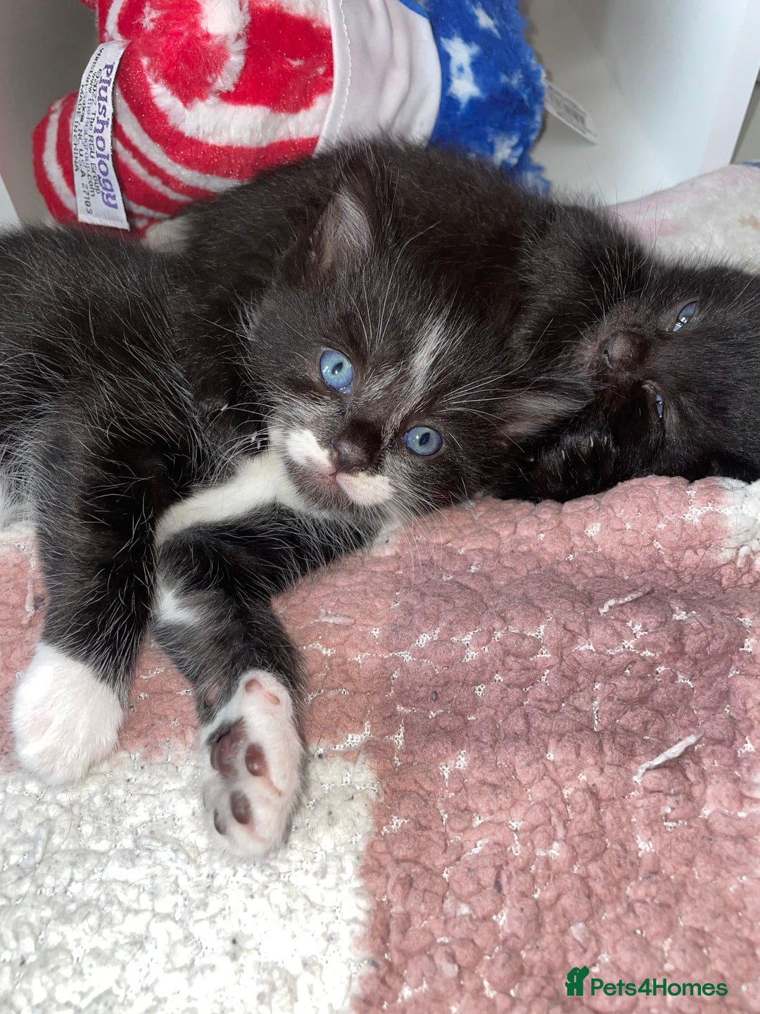 Mixed Breed cats for sale: Male kitten - Image 1