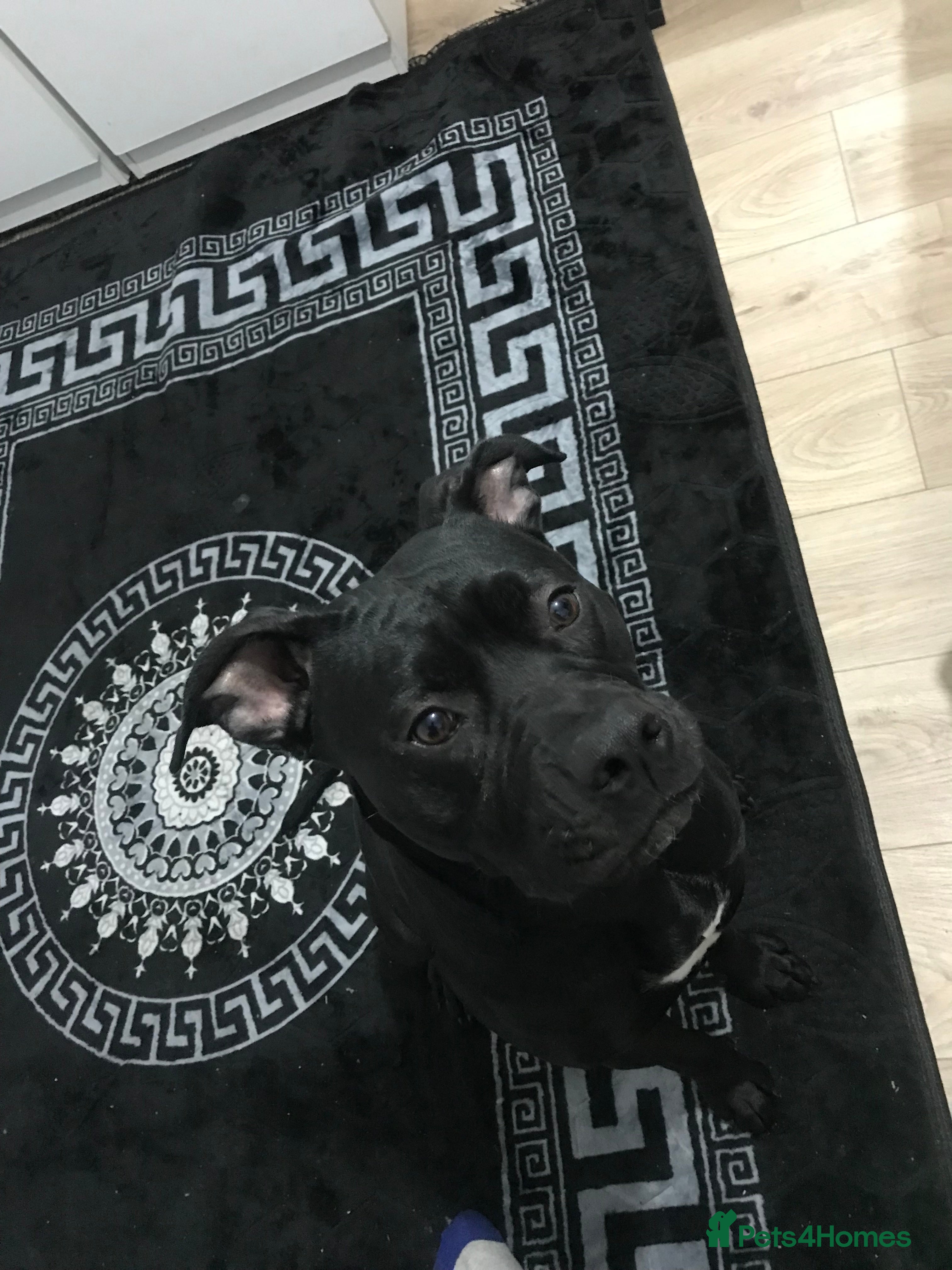 American Bull Staffy dogs 54 greenwood road merton mitcham - Advert 8