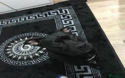 American Bull Staffy dogs for sale: 54 greenwood road merton mitcham - Image 1