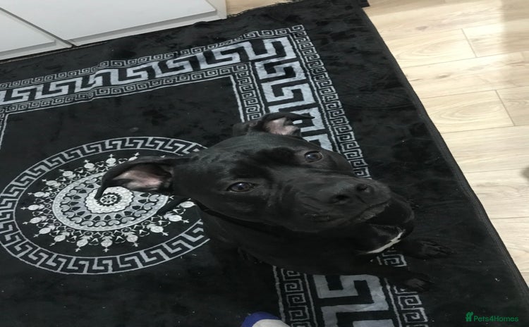 American Bull Staffy dogs - Advert 1