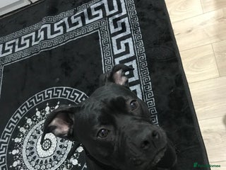 American Bull Staffy dogs - Advert 1