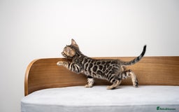 Bengal cats for sale: TICA-Certified Bengal Kittens, Show Quality - Image 24
