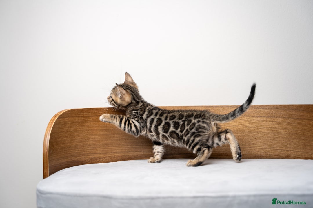 Bengal cats for sale: TICA-Certified Bengal Kittens, Show Quality - Image 24
