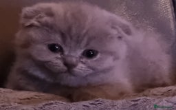 Scottish Fold cats for sale: Very Friendly Kittens, Pedigree Scottish Fold  - Image 10