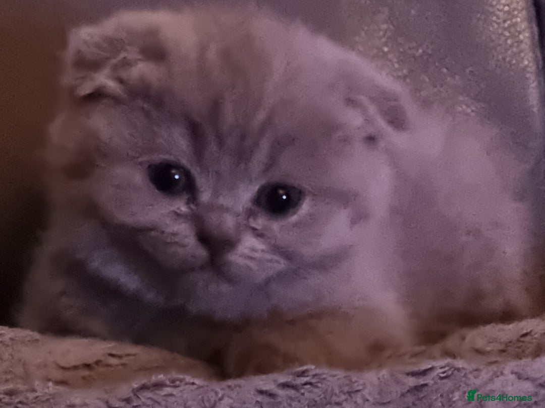 Scottish Fold cats for sale: Very Friendly Kittens, Pedigree Scottish Fold  - Image 10
