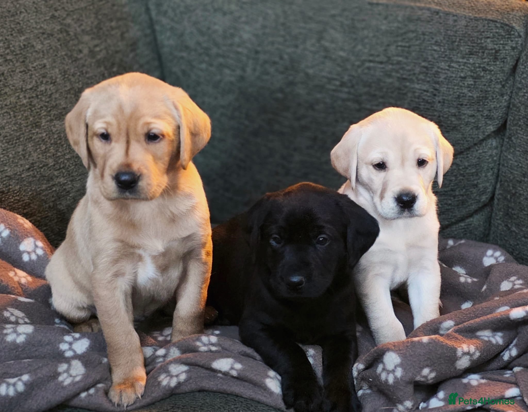 Labrador Retriever dogs Beautiful kc registered labrador pups for sale  - Advert 1