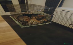 German Shepherd dogs for adoption: Sammy needs a loving forever home - Image 2