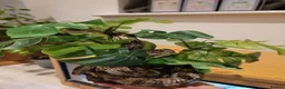Corn Snake reptiles for sale: 12 year old Corn Snake  in Gosport - Advert 3