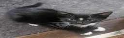 Mixed Breed cats for sale: Last little black and white boy  - Advert 1