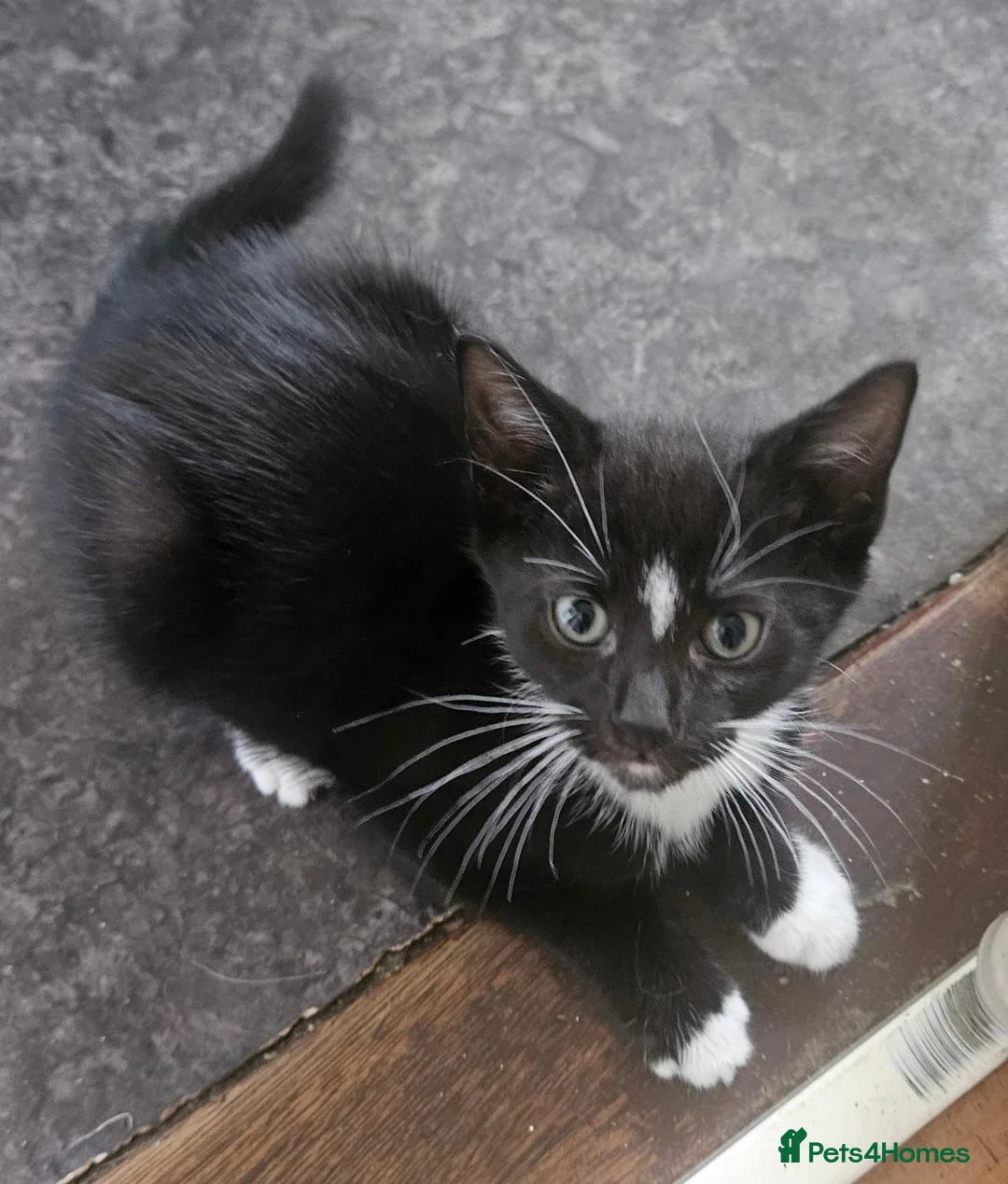 Mixed Breed cats for sale: Last little black and white boy  - Advert 1