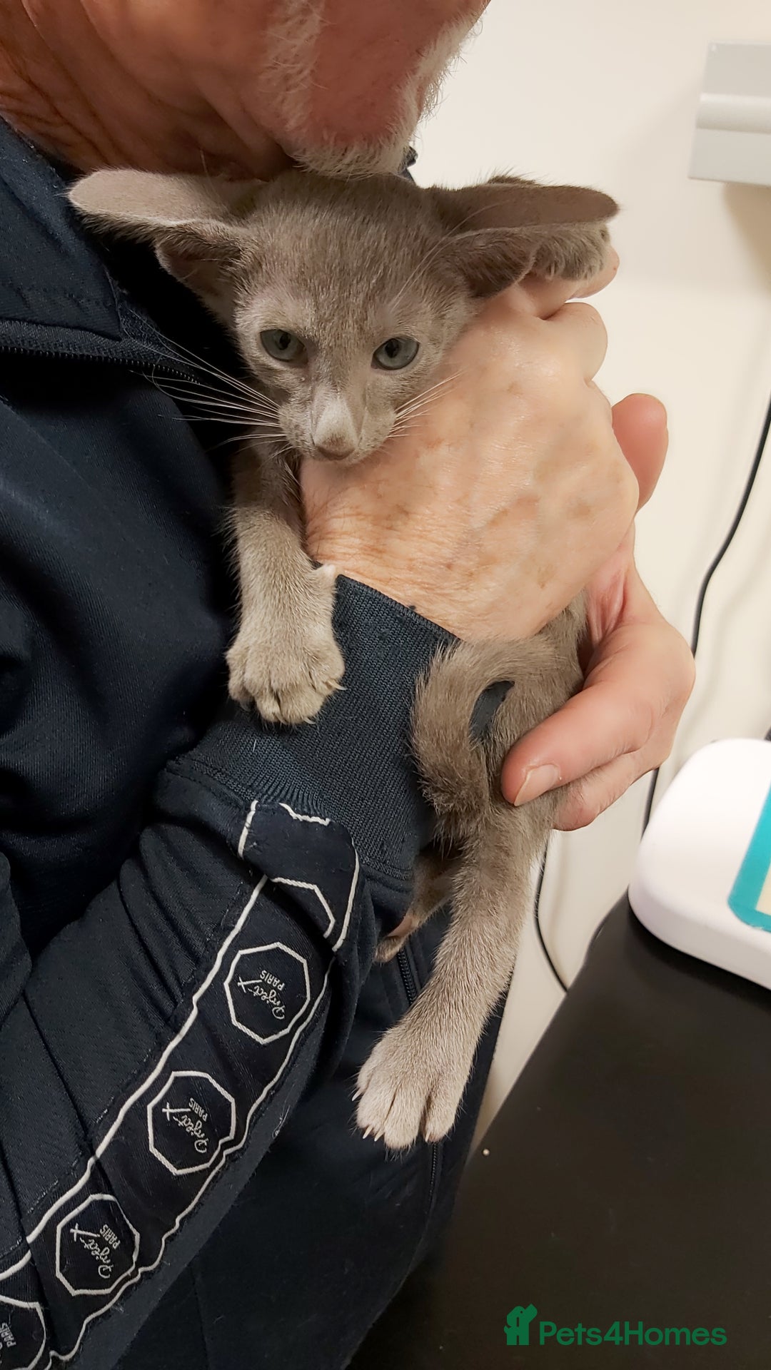 Oriental cats for sale: Full Pedigree Oriental 1 Kitten XL size ears GCCF - Advert 7