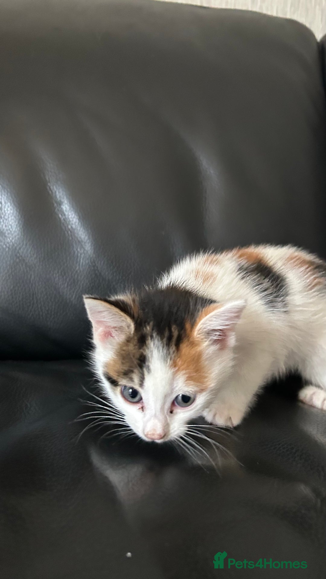 Mixed Breed cats for sale: Kittens for sale - Image 6
