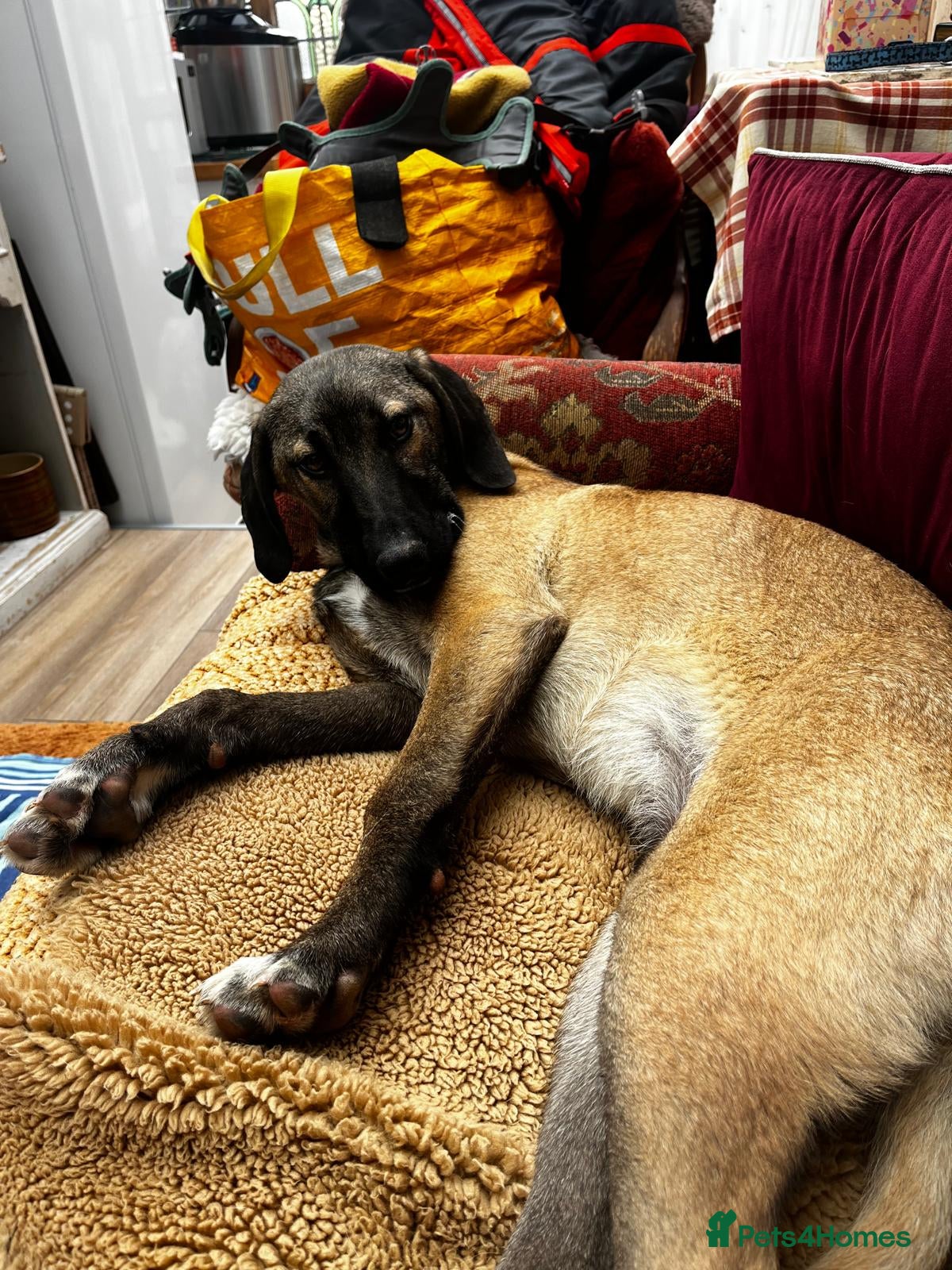 Mixed Breed dogs Dexter is a 5 month old Macedonia rescue  - Advert 14