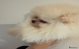 Pomeranian dogs for sale: Kc white/cream Boy Pomeranian  - Advert 6