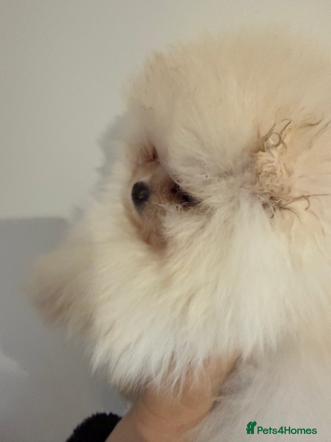 Pomeranian dogs for sale: Kc white/cream Boy Pomeranian  - Advert 6