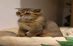 Scottish Fold cats for sale: Ready TICA reg stunning kittens available  - Image 35