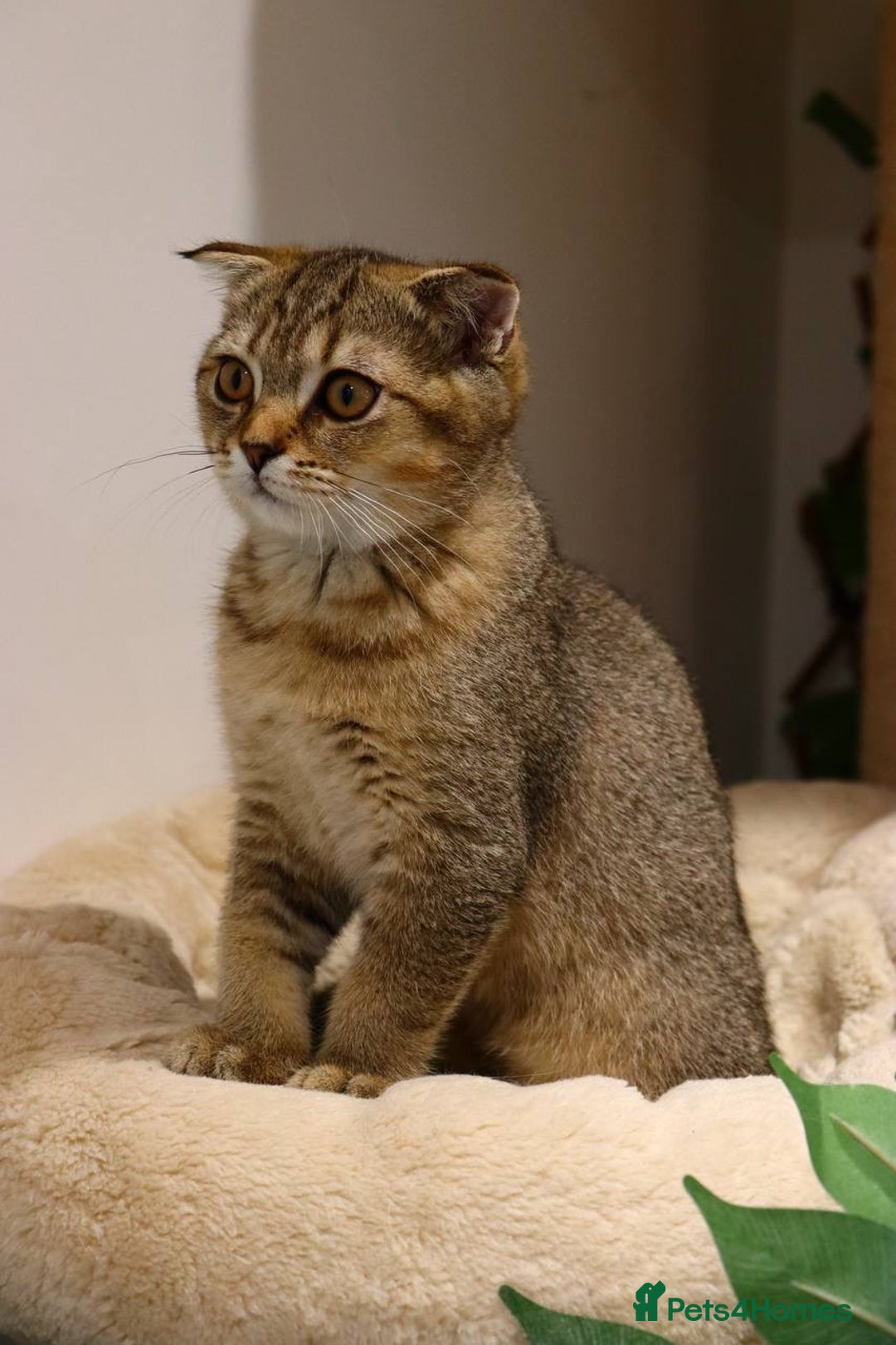 Scottish Fold cats for sale: Ready TICA reg stunning kittens available  - Image 35