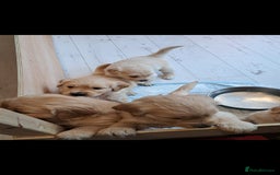Golden Retriever dogs for sale: Beautiful Golden Retriever pups - Image 6