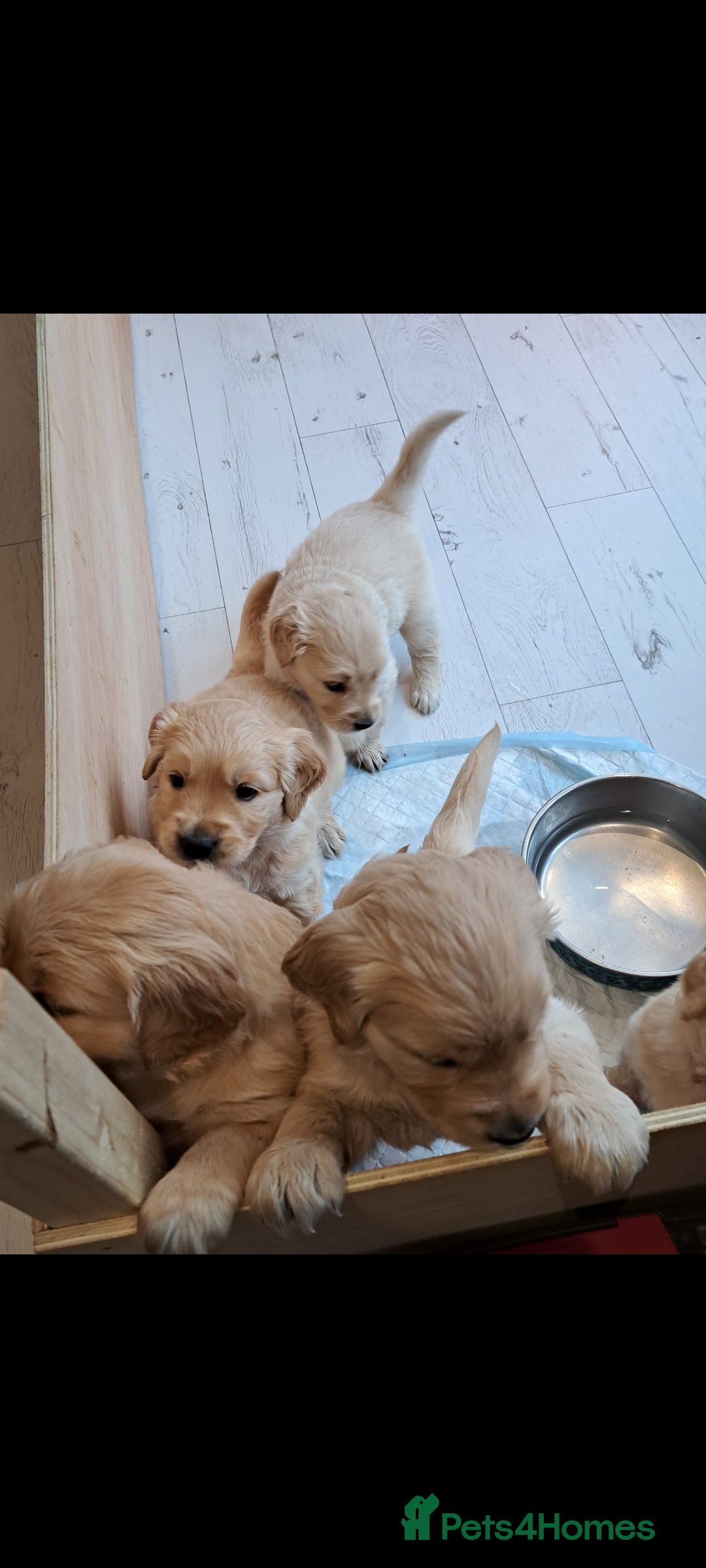 Golden Retriever dogs for sale: Beautiful Golden Retriever pups - Image 6