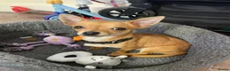 Chihuahua dogs for sale: Lovely boy Bingo🐾🐾 - Advert 5