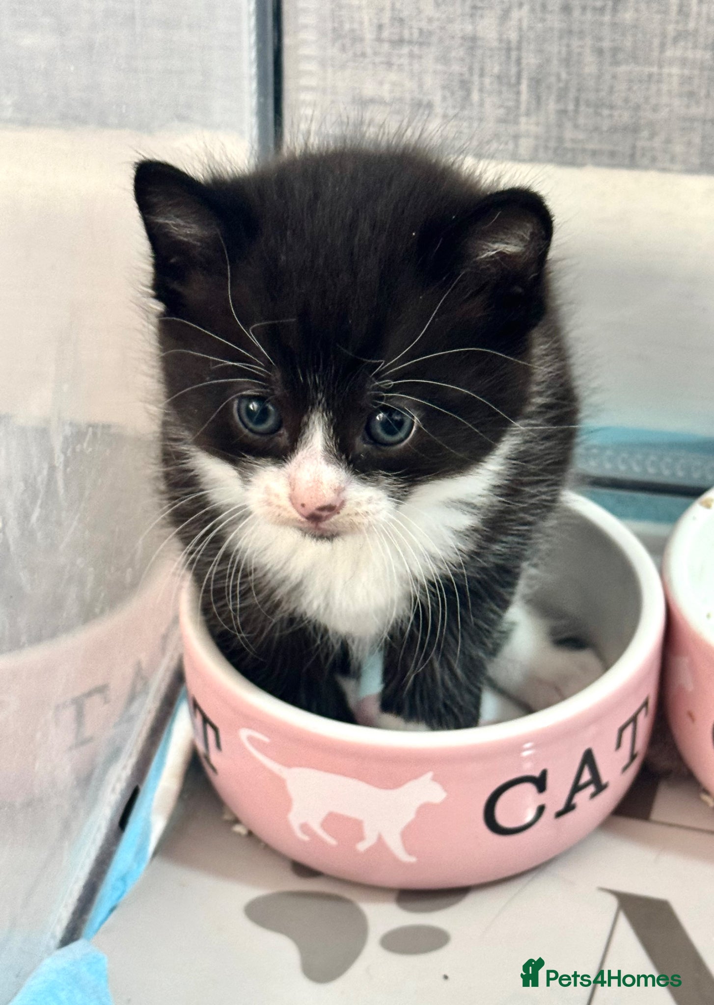 Mixed Breed cats for sale:  2 Beautiful Black & White Kittens 🐾 - Advert 3